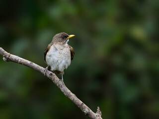 Creamy-bellied Thrush on tree branch against green background