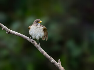Creamy-bellied Thrush on tree branch against green background
