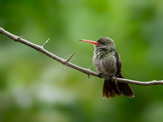 Gilded Hummingbird perched on tree branch on green background