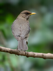 Creamy-bellied Thrush on tree branch against green background