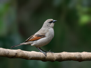 Grayish Baywing on tree branch against green background