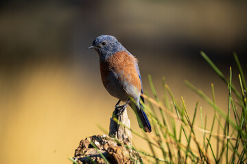 Western Bluebird (Sialia mexicana) in Central Oregon.