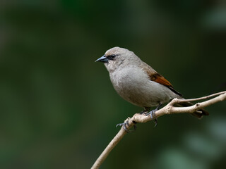 Grayish Baywing on tree branch against green background