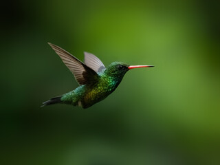 Gilded Hummingbird in flight on green background