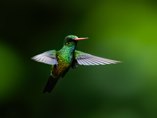 Obraz premium Gilded Hummingbird in flight on green background