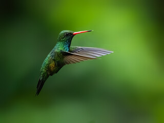 Gilded Hummingbird in flight on green background