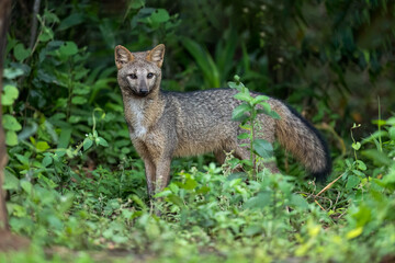 Pampas fox, Azara's fox or Pampean fox standing in the lush green vegetation