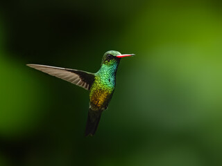 Gilded Hummingbird in flight on green background