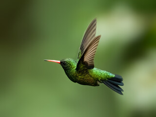 Gilded Hummingbird in flight on green background