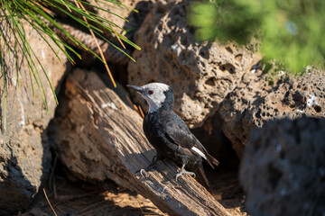 White-headed Woodpecker (Picoides albolarvatus) in Central Oregon.