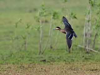 Silver Teal in flight over green field
