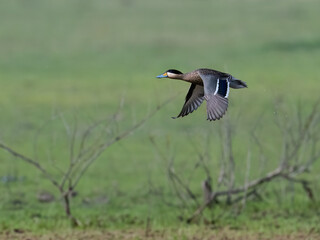 Silver Teal in flight over green field