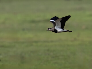 Southern Lapwing in flight against green blur background