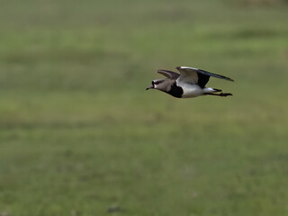 Silver Teal in flight over green field