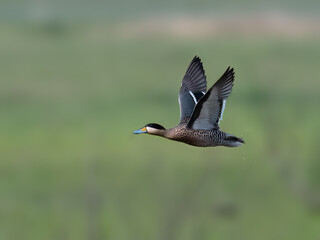 Silver Teal in flight over green field