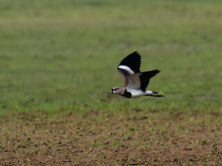 Southern Lapwing in flight against green blur background