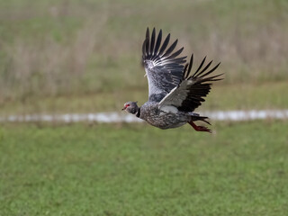 Southern Screamer in flight against green field
