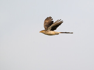 Obraz premium Guira Cuckoo in flight against sky