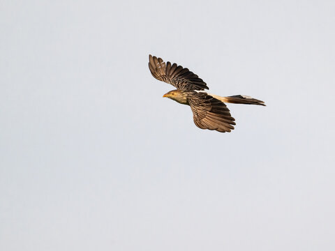 Guira Cuckoo in flight against sky