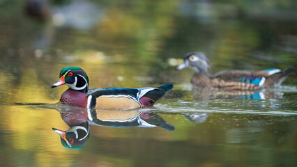 Male and Female Wood Duck (Aix sponsa) during Fall Migration with the changing leaf colors reflected in the pond. Western Oregon.