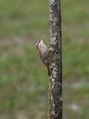 Narrow-billed Woodcreeper on tree trunk against green blur background