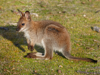 Kangaroo Australia