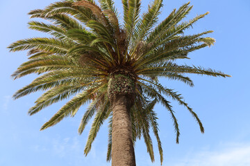 palm tree on blue sky background