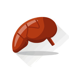 Simple flat 2D illustration of a liver isolated on a white background, vector 2D design, icon, flat 2d