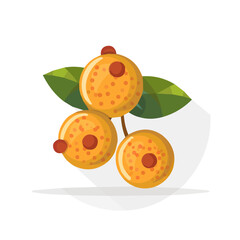 Simple flat 2D icon longan isolated on a transparent background, vector, flat design, animation design, vector, flat design, animation design, simple flat 2D icon design