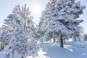 Snow covered trees. Winter forest.