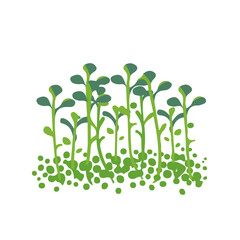 Simple flat 2D illustration of microgreens branch isolated on a white background, ai, vector microgreens branch icon set, simple design