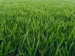 Serenity in Verdant Meadows Lush Green Grass Field in Natural Daylight - Calm, Nature, Simplicity
