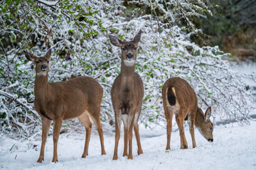 Black-tailed Deer feeding in winter snow. Western Oregon