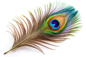 Obraz premium Colorful peacock feather isolated on white background