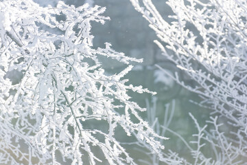 Snow covered trees. Winter forest