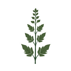 Simple flat 2D icon motherwort isolated on a white background, vector, flat design, animation design, vector, animation design, simple flat 2D icon, minimalist icon, AI, Design