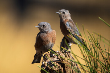 Western Bluebirds (Sialia mexicana) in Central Oregon.