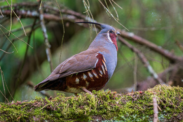 Mountain Quail (Oreortyx pictus) in Douglas Fir tree. Western Oregon.
