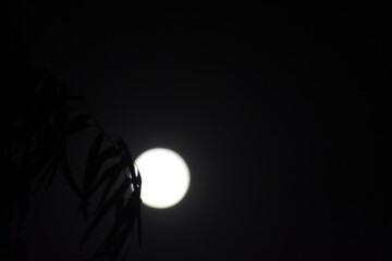 Beautiful Full Moon, Purnima 