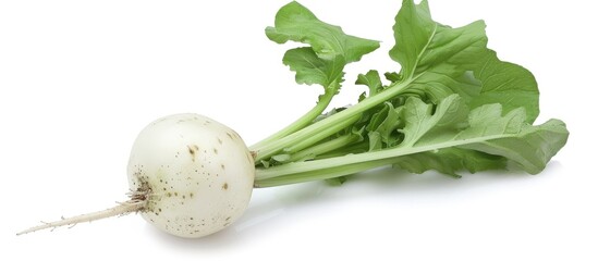Whole Green Radish on White Surface