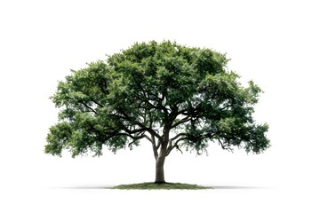 Tree 3d rendering isolated
