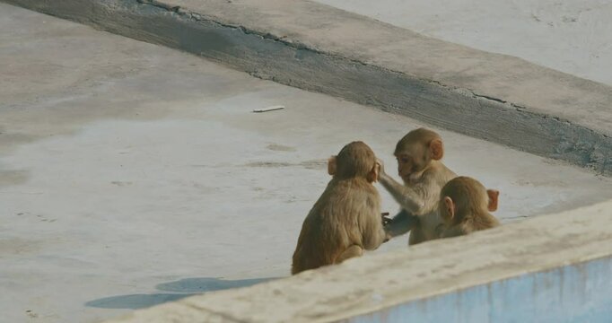 Agra, Uttar Pradesh, India. Slow Motion Three Monkeys Play With Each Other Fight And Tumble. Animal Friendship. Bonnet Macaque - Macaca Radiata Or Zati. Indian Fauna. Animal Life. Funny Monkeys