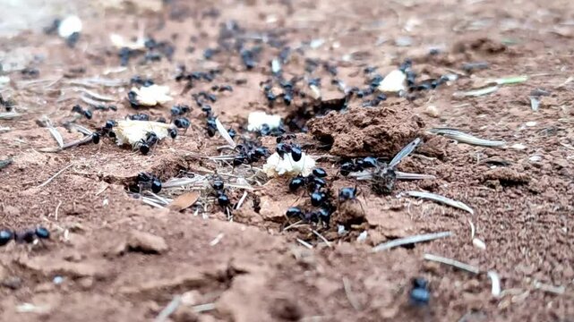 Army of ants on the ground working