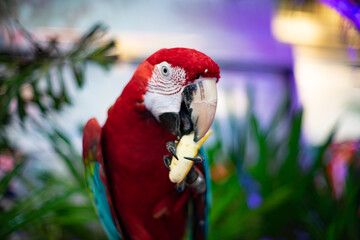 A parrot is holding a banana in its beak. The bird is red and white in color