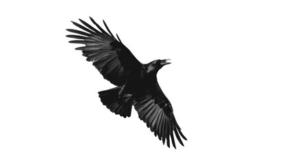 Obraz premium Raven transparent background