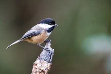 Black-capped Chickadee (Poecile atricapillus). Western Oregon