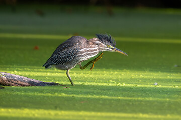 Juvenile Green Heron (Butorides virescens)  preening. .Western Oregon.