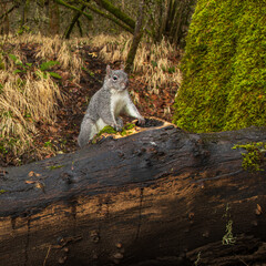 Western gray squirrel (Sciurus griseus). Western Oregon