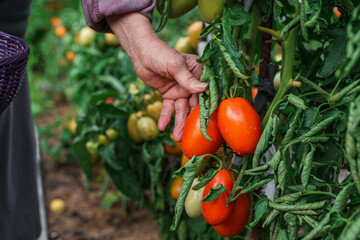 An elderly woman's hand picks tomatoes from a branch