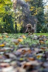 Obraz premium Cockapoo Dog Running Wild in the Woods, Living His Best Life
